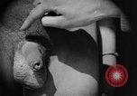 Image of skin burned by gas attack on WWI soldiers France, 1918, second 27 stock footage video 65675042403
