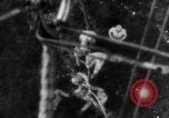 Standbild Luft Ballon Frankreich, 1918, aus Sekunde 62 historischem Filmmaterial Videoclip 65675042408