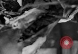 Image of leg surgery on wounded soldier France, 1918, second 25 stock footage video 65675042425