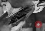 Image of leg surgery on wounded soldier France, 1918, second 31 stock footage video 65675042425