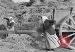 Image of French women tend farms in World War I France, 1917, second 3 stock footage video 65675042483