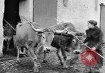 Image of French women tend farms in World War I France, 1917, second 41 stock footage video 65675042483