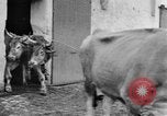 Image of French women tend farms in World War I France, 1917, second 45 stock footage video 65675042483