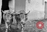 Image of French women tend farms in World War I France, 1917, second 48 stock footage video 65675042483