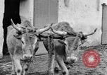 Image of French women tend farms in World War I France, 1917, second 49 stock footage video 65675042483