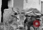 Image of French women tend farms in World War I France, 1917, second 50 stock footage video 65675042483