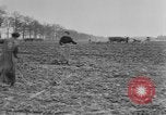 Image of French women tend farms in World War I France, 1917, second 58 stock footage video 65675042483