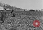 Image of French women tend farms in World War I France, 1917, second 59 stock footage video 65675042483