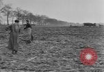 Image of French women tend farms in World War I France, 1917, second 60 stock footage video 65675042483