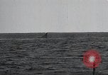 Image of United States Curtiss P-40 planes Long Island New York United States USA, 1940, second 33 stock footage video 65675042518