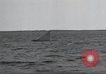 Image of United States Curtiss P-40 planes Long Island New York United States USA, 1940, second 43 stock footage video 65675042518
