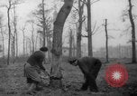 Standbild Deutsche Schneiden von Bäumen für Kraftstoff in Berlin nach Zweiten Weltkrieg Berlin Deutschland, 1945, aus Sekunde 14 historischem Filmmaterial Videoclip 65675042630