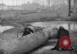 Standbild Deutsche Schneiden von Bäumen für Kraftstoff in Berlin nach Zweiten Weltkrieg Berlin Deutschland, 1945, aus Sekunde 38 historischem Filmmaterial Videoclip 65675042630