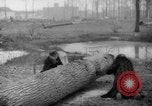 Standbild Deutsche Schneiden von Bäumen für Kraftstoff in Berlin nach Zweiten Weltkrieg Berlin Deutschland, 1945, aus Sekunde 40 historischem Filmmaterial Videoclip 65675042630