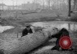 Standbild Deutsche Schneiden von Bäumen für Kraftstoff in Berlin nach Zweiten Weltkrieg Berlin Deutschland, 1945, aus Sekunde 42 historischem Filmmaterial Videoclip 65675042630