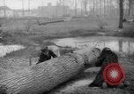 Standbild Deutsche Schneiden von Bäumen für Kraftstoff in Berlin nach Zweiten Weltkrieg Berlin Deutschland, 1945, aus Sekunde 43 historischem Filmmaterial Videoclip 65675042630