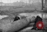 Standbild Deutsche Schneiden von Bäumen für Kraftstoff in Berlin nach Zweiten Weltkrieg Berlin Deutschland, 1945, aus Sekunde 44 historischem Filmmaterial Videoclip 65675042630