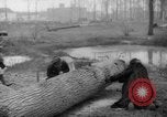 Standbild Deutsche Schneiden von Bäumen für Kraftstoff in Berlin nach Zweiten Weltkrieg Berlin Deutschland, 1945, aus Sekunde 45 historischem Filmmaterial Videoclip 65675042630