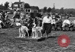 Image Kennel Club dog show Westport Connecticut USA, 1930, de la seconde 14 séquences d'archives historiques vidéo 65675042736