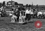 Image Kennel Club dog show Westport Connecticut USA, 1930, de la seconde 15 séquences d'archives historiques vidéo 65675042736