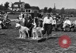 Image Kennel Club dog show Westport Connecticut USA, 1930, de la seconde 16 séquences d'archives historiques vidéo 65675042736