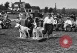 Image Kennel Club dog show Westport Connecticut USA, 1930, de la seconde 17 séquences d'archives historiques vidéo 65675042736
