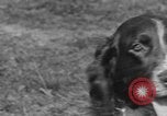 Image Kennel Club dog show Westport Connecticut USA, 1930, de la seconde 19 séquences d'archives historiques vidéo 65675042736