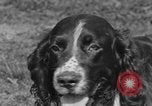Image Kennel Club dog show Westport Connecticut USA, 1930, de la seconde 20 séquences d'archives historiques vidéo 65675042736