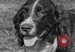 Image Kennel Club dog show Westport Connecticut USA, 1930, de la seconde 21 séquences d'archives historiques vidéo 65675042736