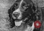 Image Kennel Club dog show Westport Connecticut USA, 1930, de la seconde 22 séquences d'archives historiques vidéo 65675042736
