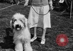 Image Kennel Club dog show Westport Connecticut USA, 1930, de la seconde 23 séquences d'archives historiques vidéo 65675042736