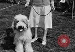 Image Kennel Club dog show Westport Connecticut USA, 1930, de la seconde 24 séquences d'archives historiques vidéo 65675042736