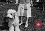 Image Kennel Club dog show Westport Connecticut USA, 1930, de la seconde 25 séquences d'archives historiques vidéo 65675042736