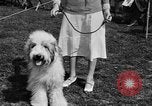 Image Kennel Club dog show Westport Connecticut USA, 1930, de la seconde 26 séquences d'archives historiques vidéo 65675042736