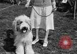 Image Kennel Club dog show Westport Connecticut USA, 1930, de la seconde 27 séquences d'archives historiques vidéo 65675042736