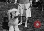 Image Kennel Club dog show Westport Connecticut USA, 1930, de la seconde 28 séquences d'archives historiques vidéo 65675042736