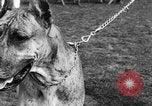 Image Kennel Club dog show Westport Connecticut USA, 1930, de la seconde 31 séquences d'archives historiques vidéo 65675042736