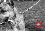 Image Kennel Club dog show Westport Connecticut USA, 1930, de la seconde 32 séquences d'archives historiques vidéo 65675042736