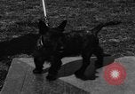 Image Kennel Club dog show Westport Connecticut USA, 1930, de la seconde 35 séquences d'archives historiques vidéo 65675042736