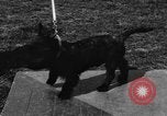 Image Kennel Club dog show Westport Connecticut USA, 1930, de la seconde 36 séquences d'archives historiques vidéo 65675042736