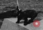 Image Kennel Club dog show Westport Connecticut USA, 1930, de la seconde 37 séquences d'archives historiques vidéo 65675042736
