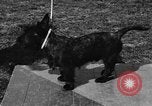 Image Kennel Club dog show Westport Connecticut USA, 1930, de la seconde 38 séquences d'archives historiques vidéo 65675042736