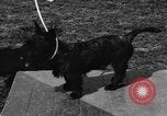 Image Kennel Club dog show Westport Connecticut USA, 1930, de la seconde 39 séquences d'archives historiques vidéo 65675042736