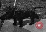 Image Kennel Club dog show Westport Connecticut USA, 1930, de la seconde 40 séquences d'archives historiques vidéo 65675042736