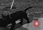 Image Kennel Club dog show Westport Connecticut USA, 1930, de la seconde 41 séquences d'archives historiques vidéo 65675042736