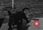 Image Kennel Club dog show Westport Connecticut USA, 1930, de la seconde 42 séquences d'archives historiques vidéo 65675042736