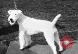 Image Kennel Club dog show Westport Connecticut USA, 1930, de la seconde 43 séquences d'archives historiques vidéo 65675042736