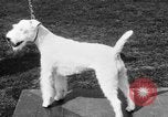Image Kennel Club dog show Westport Connecticut USA, 1930, de la seconde 44 séquences d'archives historiques vidéo 65675042736