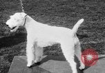 Image Kennel Club dog show Westport Connecticut USA, 1930, de la seconde 45 séquences d'archives historiques vidéo 65675042736
