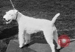 Image Kennel Club dog show Westport Connecticut USA, 1930, de la seconde 46 séquences d'archives historiques vidéo 65675042736